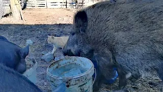 Хорошие новости!!! . Пополнение у кабанов.🐖🐖🐖🐖🐖 Дикие кабаны стали жить дружно со всеми👍👍👍