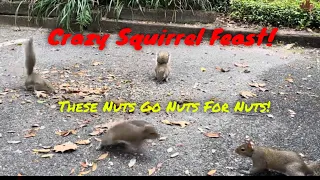 Crazy Squirrel Feast! Squirrels, Just Squirrels!