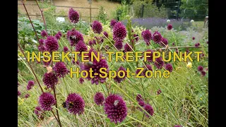 Insekten-Treffpunkt Hot-Spot-Zone