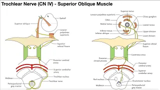 Cranial Nerve IV - Trochlear Nerve | Origin, Structure, Pathway & Function