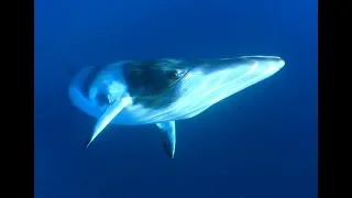 Facts: The Minke Whale