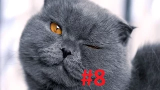 ЛУЧШИЕ ПРИКОЛЫ 2015 / The best jokes 2015 #8