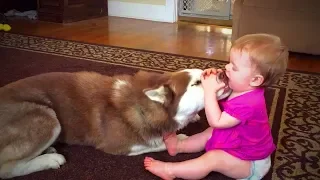 Dogs Babysitting Babies 👶🐶 Dogs Love Babies (Part 1) [Funny Pets]