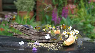 12 HOURS Cats TV for Cats to Watch 🐱 Garden party with little birds