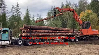 Logging in the Backyard   Big Second Growth Fir