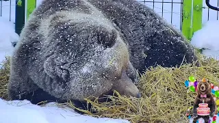 Вынес солому к входу, и лёг ждать Папу. Медведь Мансур 🐻💕