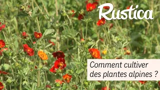 Comment cultiver des plantes alpines