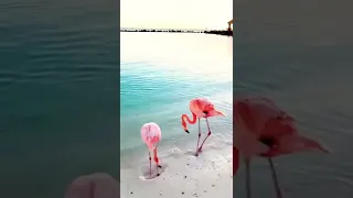 Dancing Flamingo’s #shorts #youtubeshorts #shortvideo #flamingo #dancing #animals #beautiful #travel