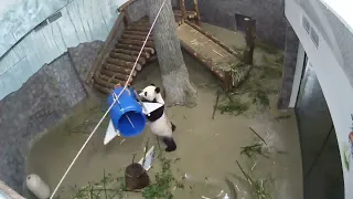 Скрытая съемка: панда разрывает ракету 🐼👹