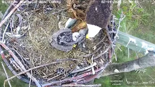 WRDC Eagle Nest Cam 14.02.2024 14:30