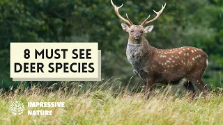 Have You Seen These Deer Species?