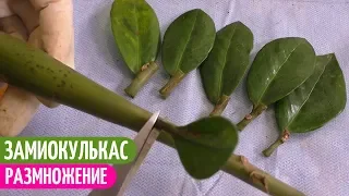 Размножаю ЗАМИОКУЛЬКАС ЛИСТОМ (ЧЕРЕНКАМИ) В Домашних условиях. Мои цветы. Мой опыт.