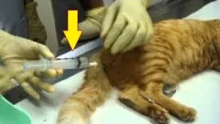 Кошку принесли на эвнатазию. Когда ветеринар осмотрел её, то сразу выгнал хозяев из клиники
