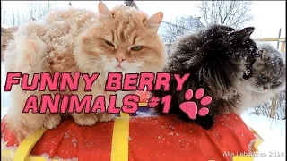 Funny animals - cute cats dogs, Pet Compilation 2015 || Funny Berry Animals #1