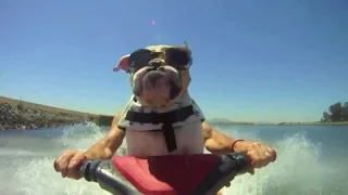 Dogs - best moments. Best videos about dogs !!!