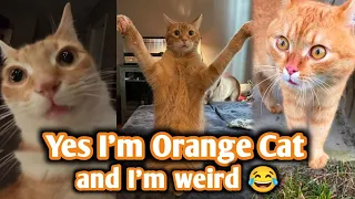 Are ORANGE CATS the FUNNIEST CATS? || Super FUNNY COMPILATION that will make you DIE LAUGHING