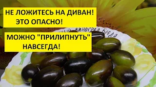 Ответы на вопросы. Все про огород.