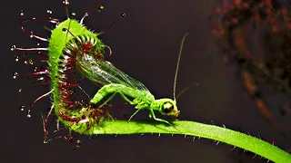 Top 20 fleischfressende Pflanzen, die Tiere fressen