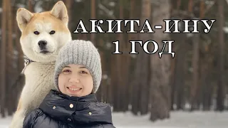 Акита-ину 1 год Выпуск 6. Ожидание и реальность. #акита #akita