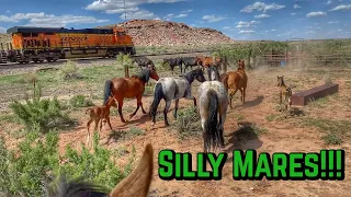 Horses and MOVING trains! | High Desert RANCHING