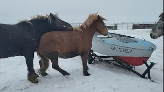 жеребец опоблотаоряет весь табун