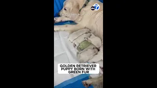 Golden retriever puppy born green becomes viral sensation