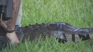 Florida alligator attacks man found naked at fish camp