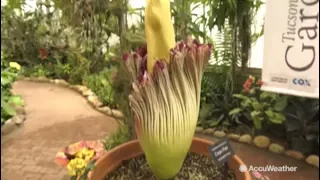 Rare corpse flower blooms at Tucson Botanical Gardens