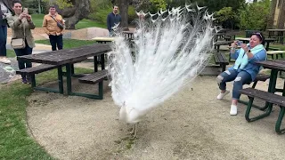 Rare White Peacock opening feathers. Beautiful Peacock.