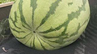 Giant Watermelon Patch Update- Early August