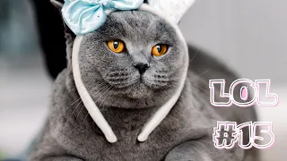 🤣Смешные Животные -  Я Ржал целый ЧАС😸Смешные Кошки Приколы с Кошками собаками #15 Funny cats video