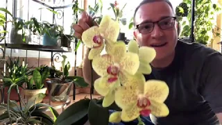 3 Things To Do with Your Orchid After Blooming