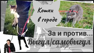 Кошки в городе. Выгул/самовыгул. За и против...