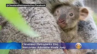 Cleveland Metroparks Zoo Welcomes Adorable Koala Joey