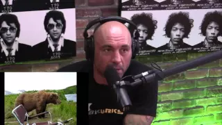 Joe Rogan hilarious reaction to brown bear !!