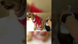 easy changing diaper for dog