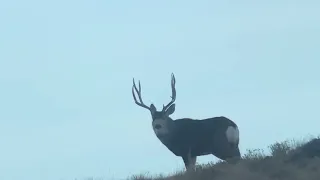 Wyoming Winter Range Mule Deer 2020-2021