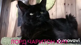 Черный мейн-кун ЛОРД ЧАРИТОН КУН