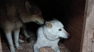 Совершили побег из берёзок