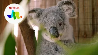 Releasing Muffin + Cinderella Back Into the Wild 💕 Izzy’s Koala World