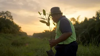 Age of Change: How technology is helping restore mangrove forests