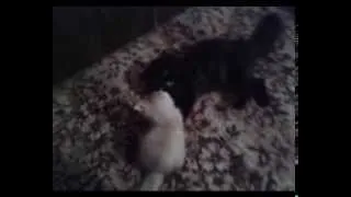 Драка котов!Mega fight cats,big cat.