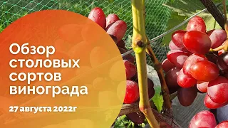 Обзор столовых сортов винограда 27.08.2022