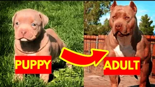Dogs Grow Up  From Puppy to adult tiktok compilation | We Pets