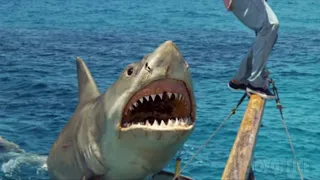 From Shark Hunter to Shark Snack | Jaws: The Revenge | CLIP
