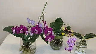 Мои орхидеи два месяца в ОС без грунта . Уход, полив, результаты .