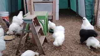 Separating my silkie roosters and reintroducing Call ducks back to the flock.