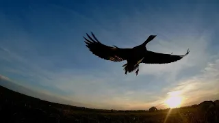 THE BEST GOOSE HUNT OF MY LIFE.