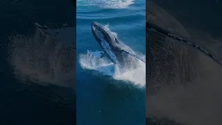 Whale Watcher Captures Unbelievable Close-Up of a Breaching Humpback 🤩🐋 #shorts