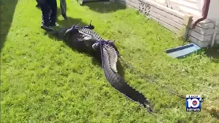 New details released after 85-year-old woman killed by alligator in Port. St Lucie